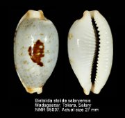 Bistolida stolida salaryensis